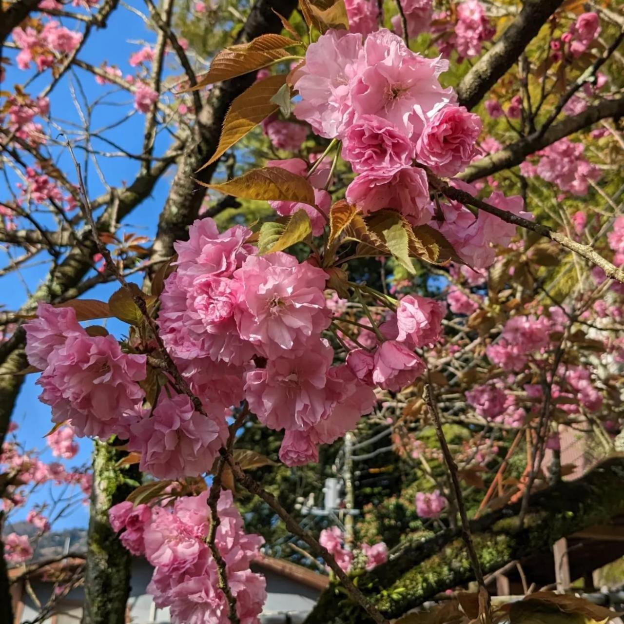 Kappa Tengoku Hakone Exterior foto